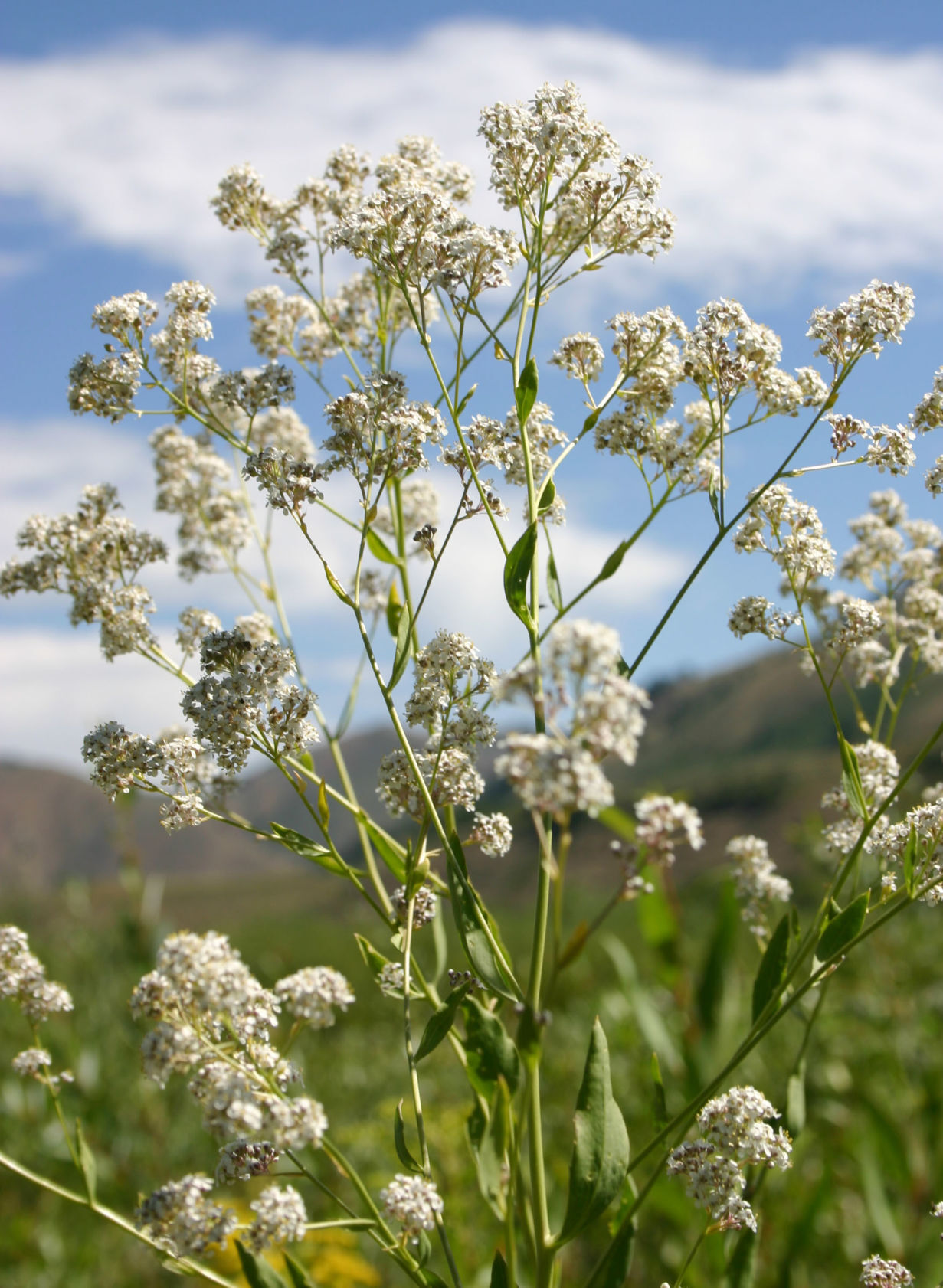 Pepperweed